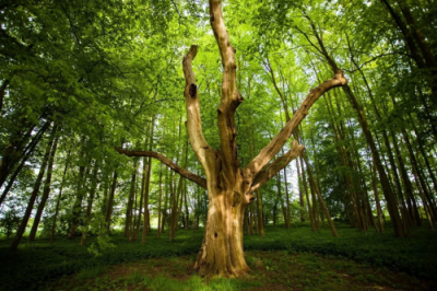 雅居樂集團簽署“低碳公章”,將環(huán)保進行到底